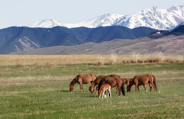 Horses graze in the vastness of Kazakhstan against the backdrop of mountains and snowy peaks