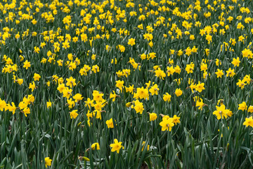 Field of bright yellow daffodils in full bloom, as a nature background