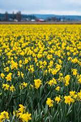 Field of bright yellow daffodils in full bloom, as a nature background