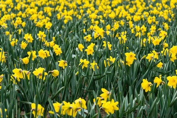 Field of bright yellow daffodils in full bloom, as a nature background