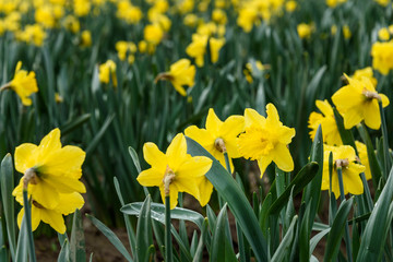 Obraz premium Field of bright yellow daffodils in full bloom, as a nature background
