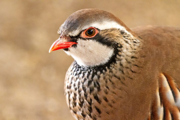 Das Rebhuhn (Perdix perdix)