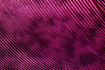 Detalle pluma de animal rosa