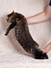 Fluffy siberian cat is in the hands of the owner