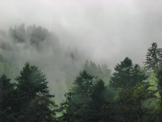 Mountain forest in mist - Pieniny