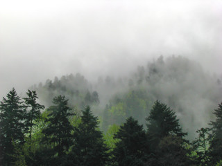 Obraz na płótnie Canvas Mountain forest in mist - Pieniny