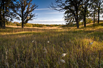 Late afternoon light on an oak savanna and Midwest prairie landscape.