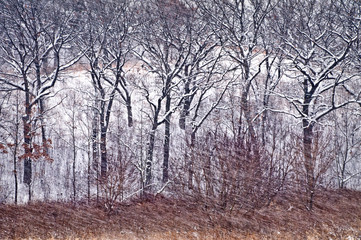 Fototapeta na wymiar A winter blizzard blows through an oak savanna on a Midwest prairie.