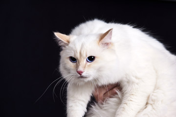 The owner holds in his hands a large white fluffy cat on a black background