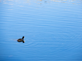 Pato nadando en un lago