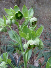 PLANTA DE ELÉBORO (HELLEBORUS FOETIDUS)