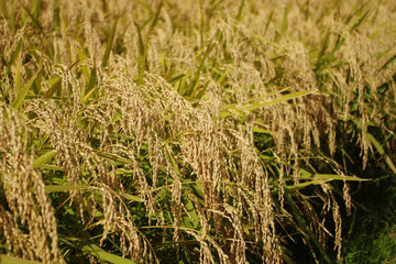 黄金色に実る稲穂