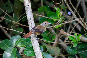 Bird
