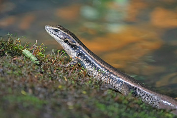 Skink near watee