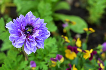 Blue anemone blooming in the garden