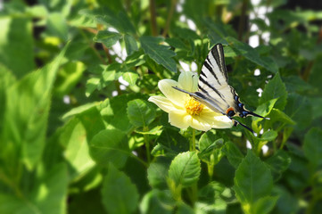 Swallowtail butterfly on yellow dahlia