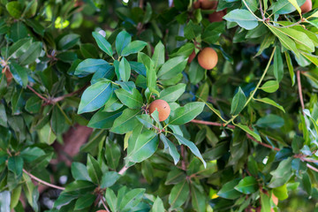 Sapodilla - Manilkara achras/Achras zapota