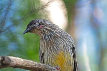Honey eater - Red Wattle bird close up