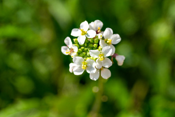 Full blooming of Diplotaxis erucoides