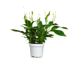 Peace lily plant in pot isolated on white background