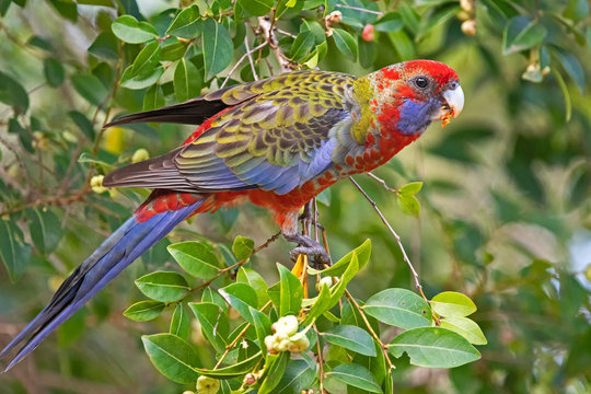 Rosela on cheese tree.