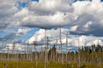 Obraz premium cumulus clouds against a blue sky over a large swamp on a sunny day