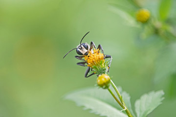 Wasp holding tight to yellow wild flower.