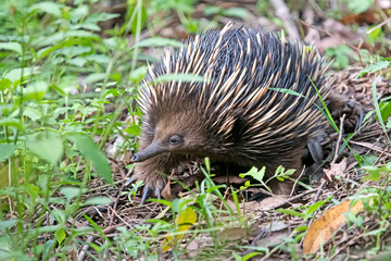 Echidna in Sydney - Australia