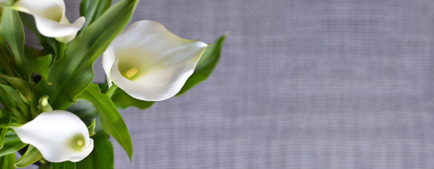  Mothers Day background with calla lilies and copy space - obrazy, fototapety, plakaty