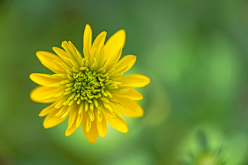 yellow dahlia