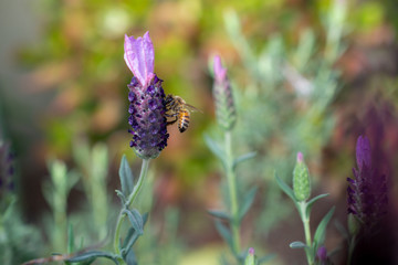 Honey Bee pollinating Spanish Lavender - Apis mellifera pollinating Lavandula stoechas.  The bee is in focus, while the background and lavender are in soft bokeh.