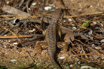 Fototapeta premium Lizard 