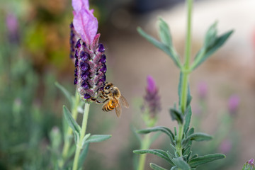 Honey Bee pollinating Spanish Lavender - Apis mellifera pollinating Lavandula stoechas.  The bee is in focus, while the background and lavender are in soft bokeh.