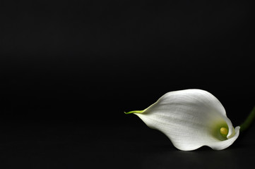Calla lily isolated on black background