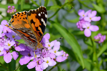 Painted lady (Vanessa cardui) butterfly on candytuft flower
