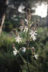 Flor de Gamon en los toruños