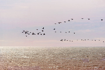 Flock of birds , flamingos , flyin on the sea , Argentina     