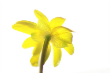 Yellow flower head on white isolated background. Blurred.