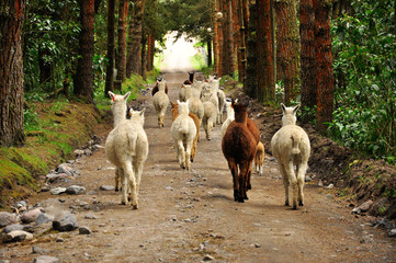 Alpaca in a forest6 © Jo