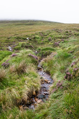 Creek running trough green fields