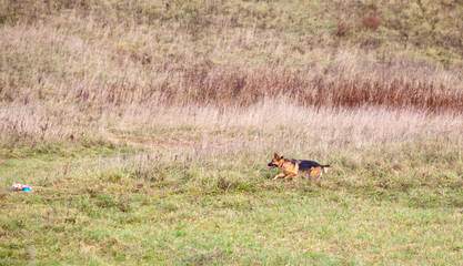 Dog breed German Shepherd running on the field in autumn. Coursing