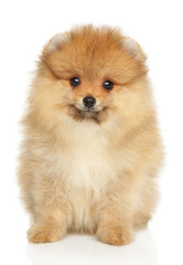Portrait of a Pomeranian Spitz puppy