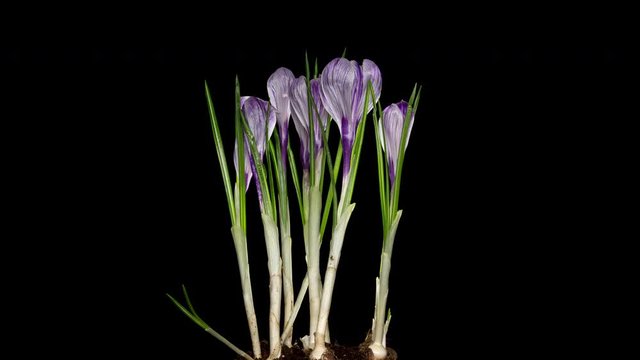 Timelapse of crocus flower blooming on black background