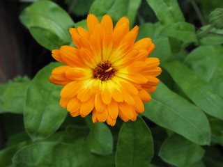 Marigold