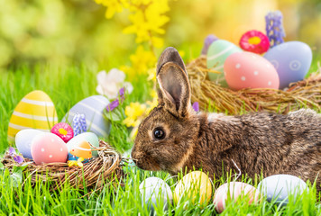 easter bunny and eggs