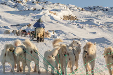 Dog sledding - Greenland dogs pulling sleds uphill horizontal © Alira Vale