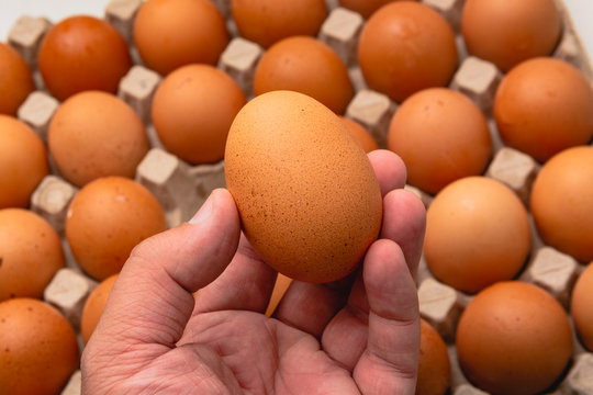 Sosteniendo un huevo de un maple de 30 huevos