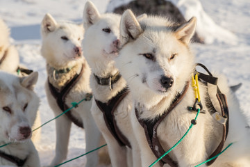 Dog sledding - line of alert Greenland dogs sitting down - obrazy, fototapety, plakaty