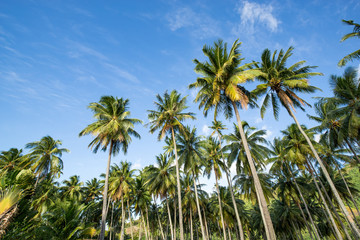 Naklejka na ściany i meble Palm trees in front of blue sky