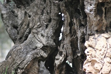 One day in Jerusalem, Israel